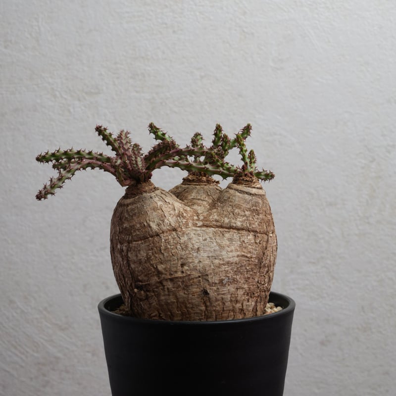 ユーフォルビアデシドゥア×カタチ製作所 ユーフォルビア・デシドゥア 現地球 トリプルヘッド | Agave & Caudex