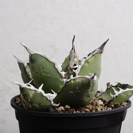 CATEGORY Agave (アガベ) | Agave & Caudex Port Eden