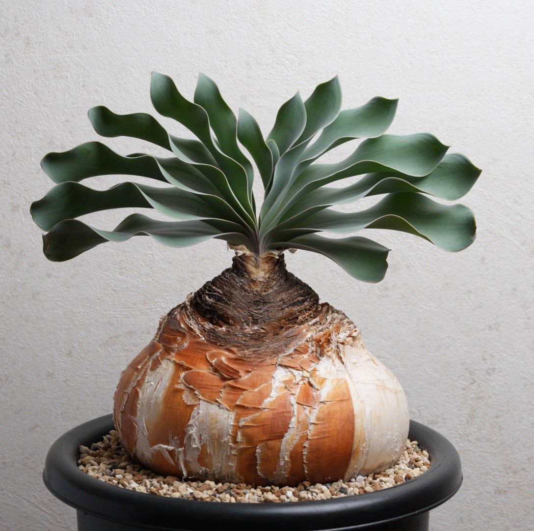 ブーファン ハエマンソイデス ケープバルブ 現地球 ブーファン・ハエマンソイデス 現地球 | Agave & Caudex Port Eden