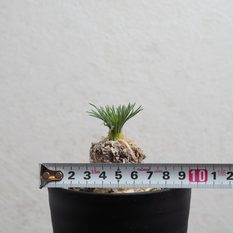 ゲチリス・グランディフローラ 現地球 | Agave & Caudex Port Eden