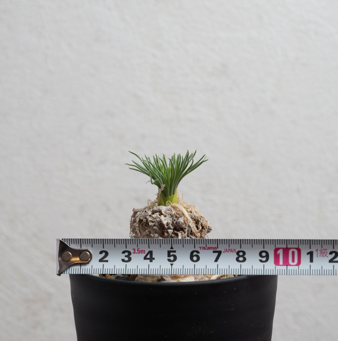 ゲチリス・グランディフローラ 現地球 | Agave & Caudex Port Eden