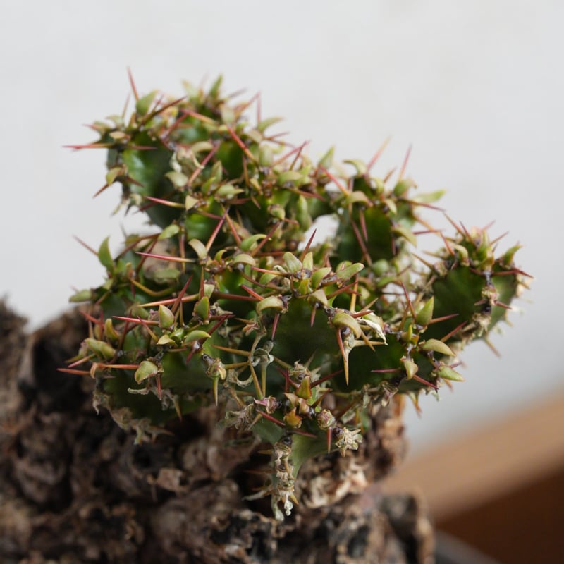 ユーフォルビア・ムランジーナ 現地球 x 井上茂 陶器鉢 | Agave