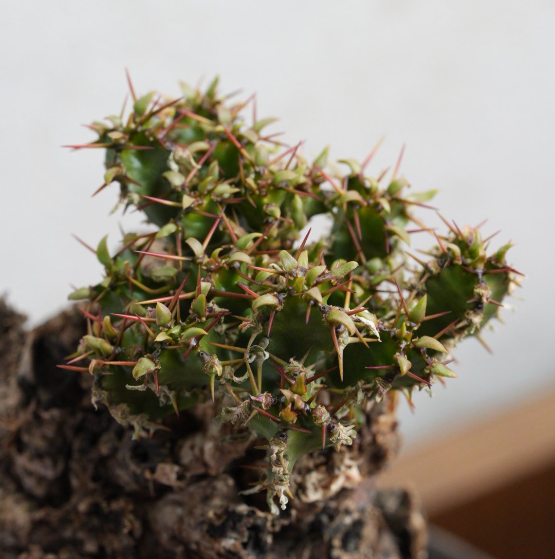 ユーフォルビア・ムランジーナ 現地球 x 井上茂 陶器鉢 | Agave