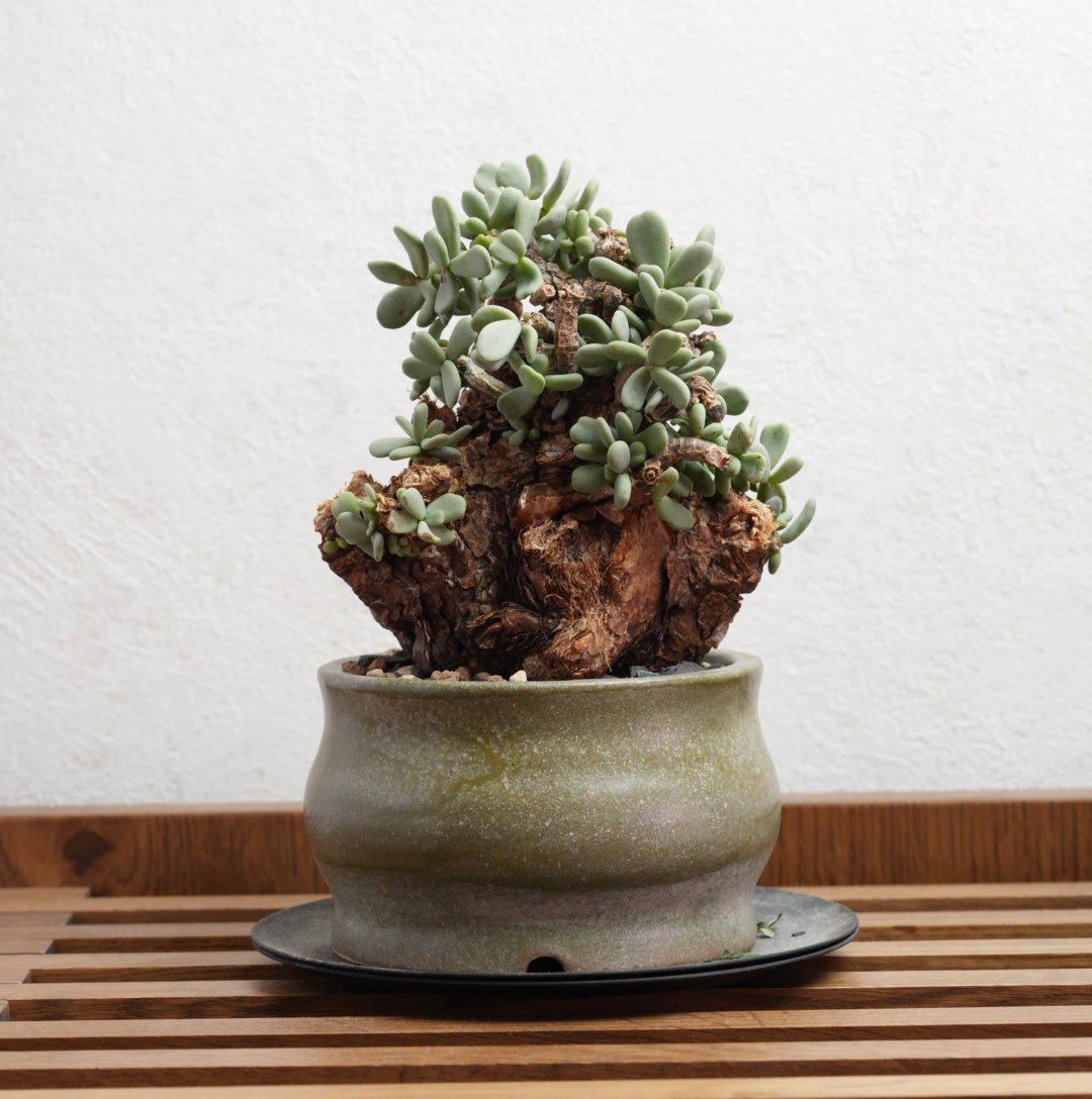 ケラリア・ピグマエア 現地球 x BOTANIZE陶器鉢 | Agave & Caudex P