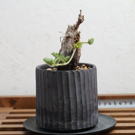 ペラルゴニウムトリステ | STORES