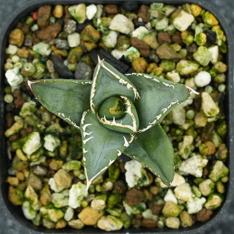 記念セール：アガベ・チタノタ”海王” 子株 発根済 | Agave & Caudex 