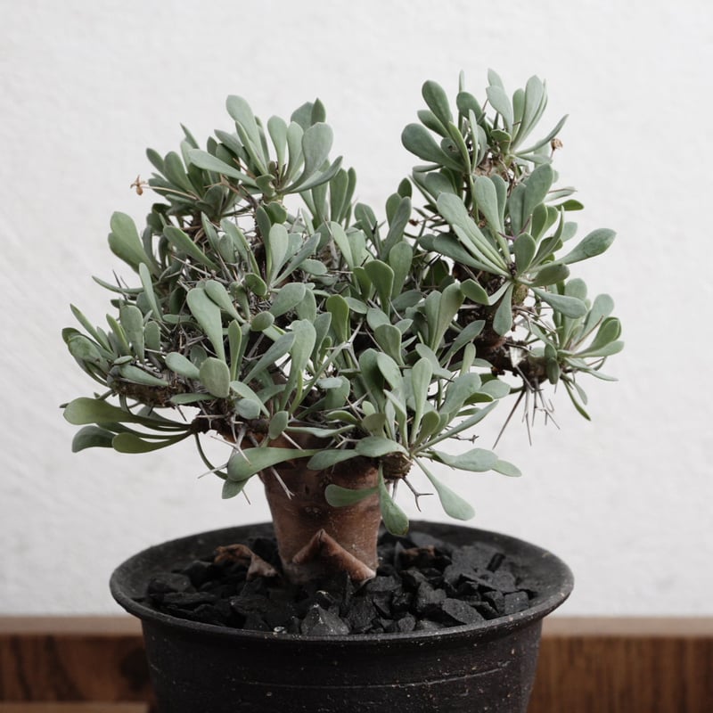 オトンナユーフォルビオイデス DIP鉢 植物 × 鉢 】オトンナ ユーフォルビオイデス 黒鬼城 × Valiem GHOST