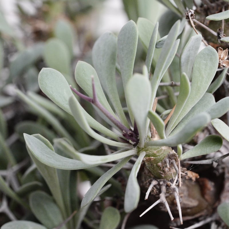 オトンナ・ユーフォルビオイデス 実生特選 X 陶器鉢 | Agave & Caudex