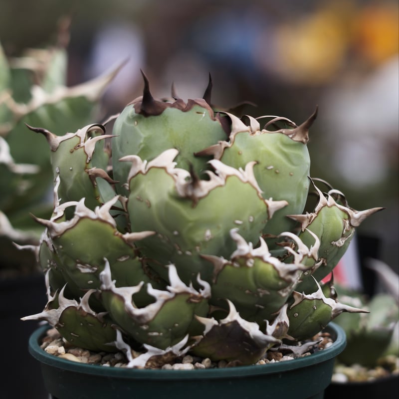 アガベ チタノタ 黒鯨 OC株 中株 メロメロ 