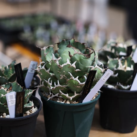 CATEGORY Agave (アガベ) | Agave & Caudex Port Eden CATEGORY Agave (アガベ) | Agave & Caudex Port Eden
