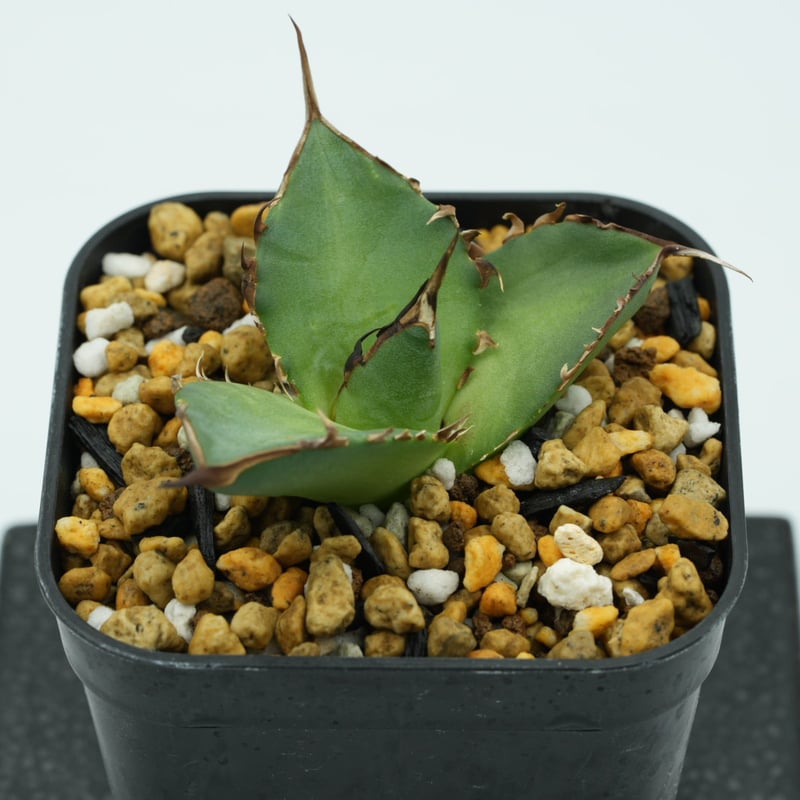 記念セール：アガベ・チタノタ”黒帝斯” （ハデス） 子株 発根済  