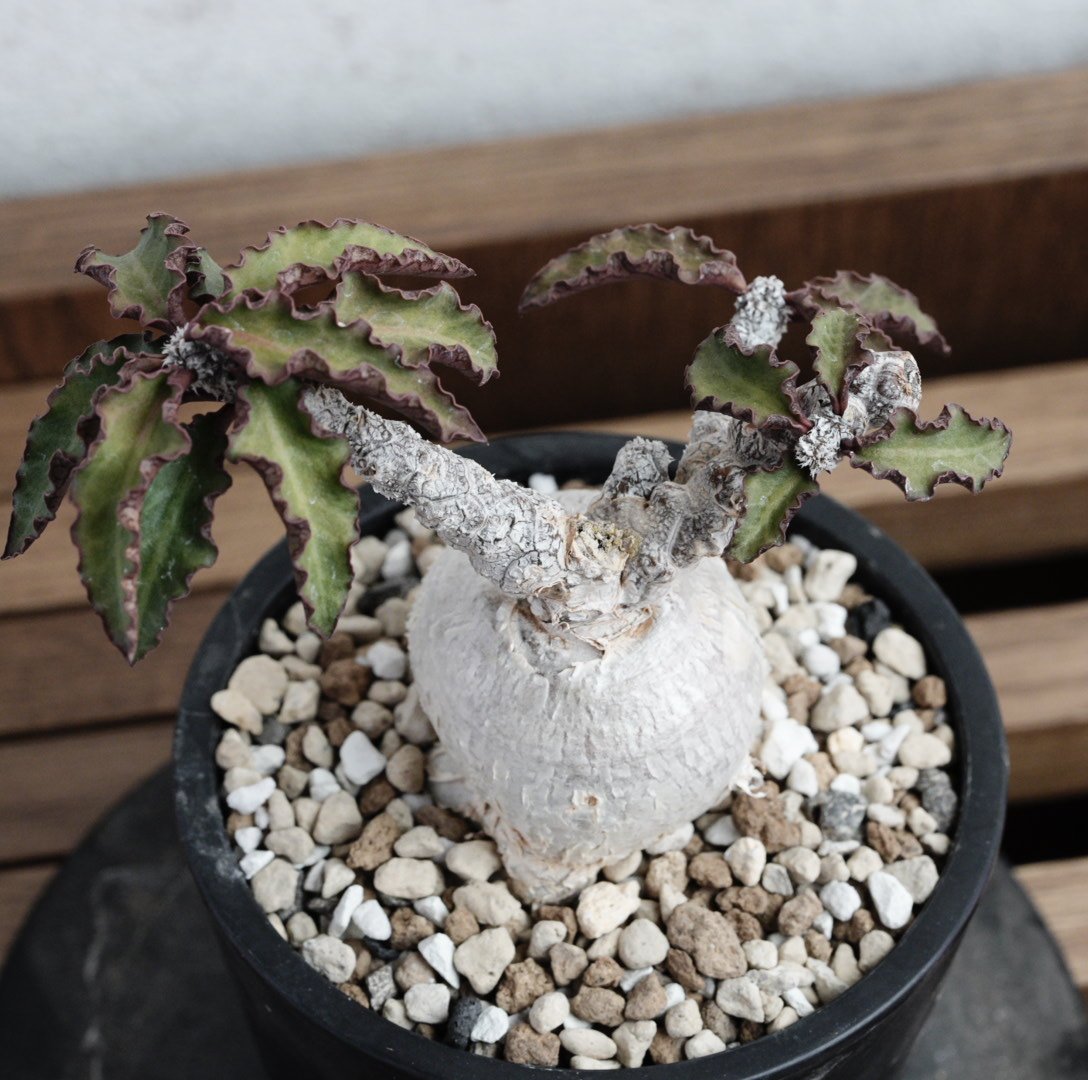 ユーフォルビア・アンボボンゲンシス 実生特選 | Agave & Caudex Port Eden