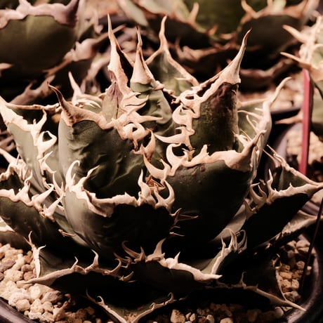 CATEGORY Agave (アガベ) | Agave & Caudex Port Eden CATEGORY Agave (アガベ) | Agave & Caudex Port Eden