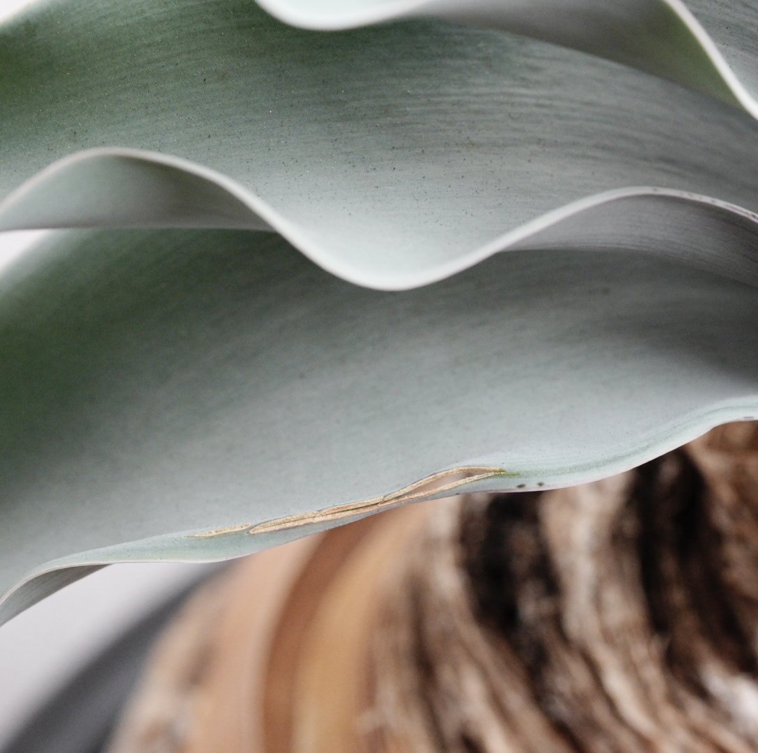 1月お届け)ブーファン・ハエマンソイデス 現地球 | Agave & Caudex Port