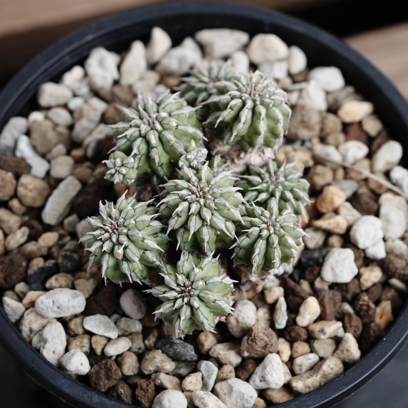 ユーフォルビア　エスクレンタ　現地球 ユーフォルビア エスクレンタ 大株 | mana's farm:塊根植物・アガベ