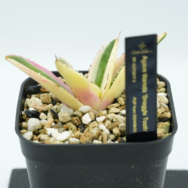 アガベ Agave スナグルトゥース 子株付き 【公式通販】