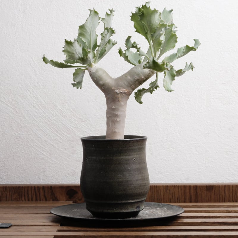 オトンナ・クレムノフィラ 実生 X 陶器鉢 | Agave & Caudex Port Eden