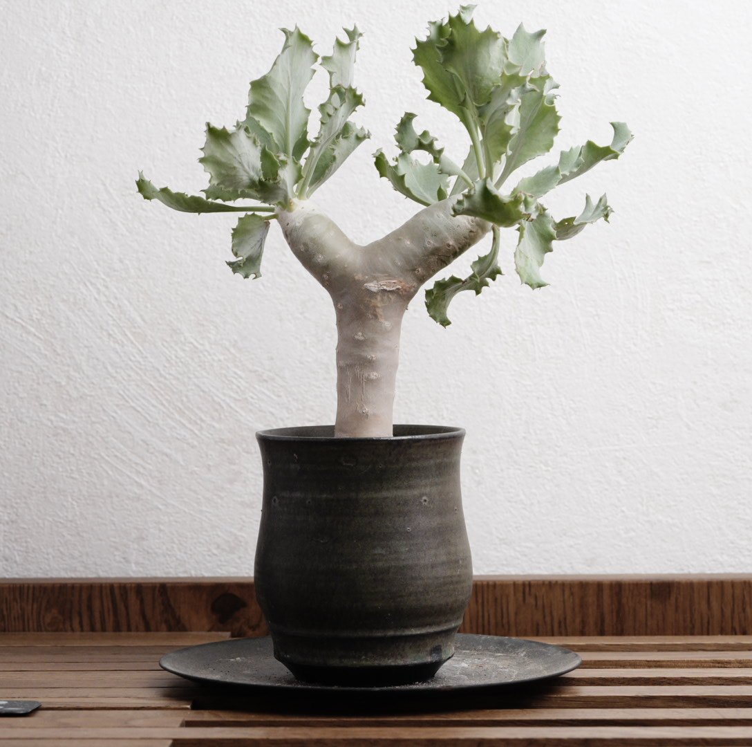 オトンナ・クレムノフィラ 実生 X 陶器鉢 | Agave & Caudex Port Eden