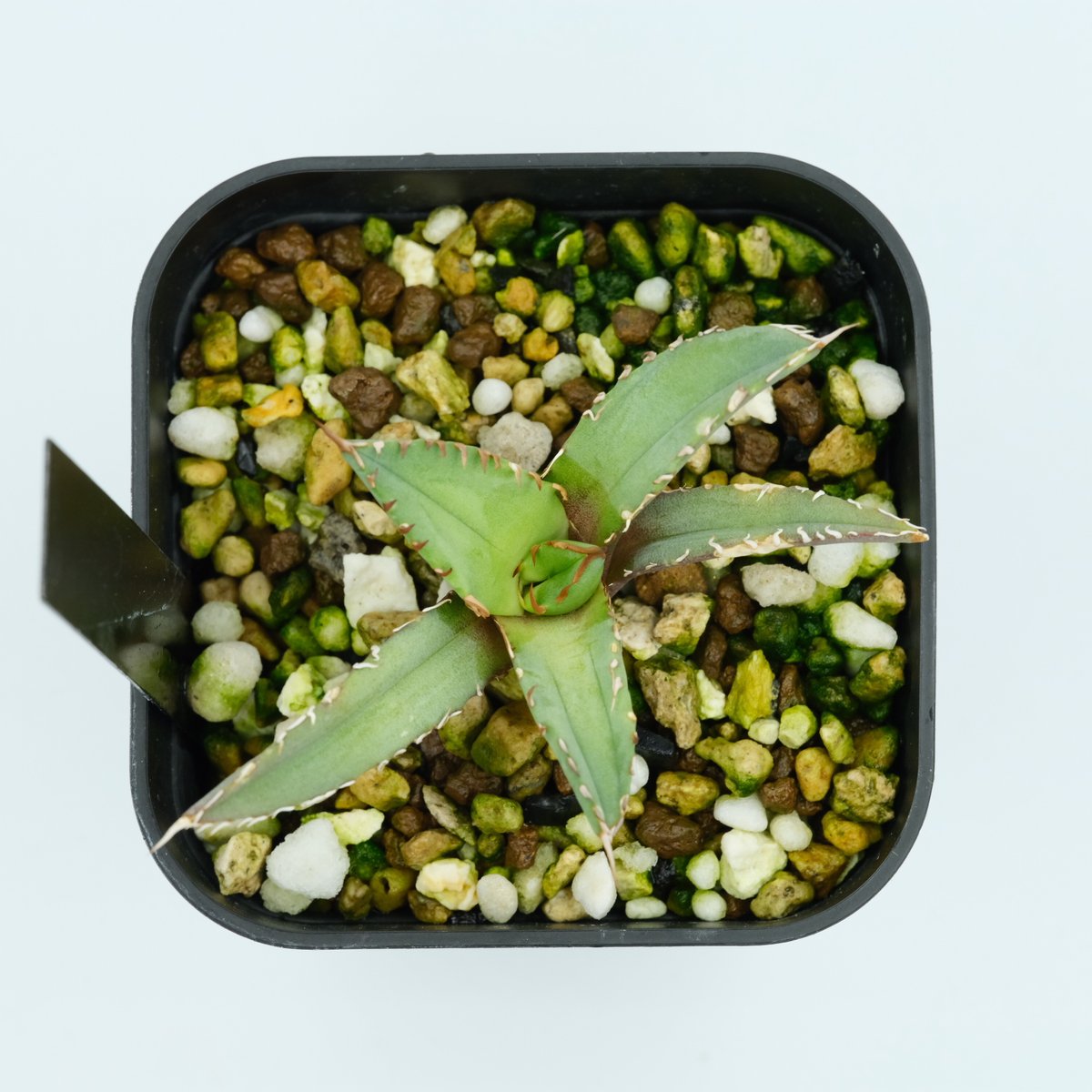 アガベ・チタノタ “特選“ 台湾株 発根済 | Agave & Caudex Port Eden