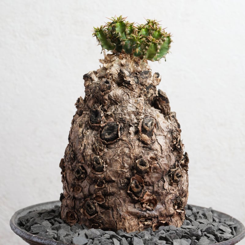ユーフォルビア・ムランジーナ 現地球 x 井上茂 陶器鉢 | Agave