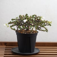 ケラリア・ピグマエア 現地球 x BOTANIZE陶器鉢 | Agave & Caudex P