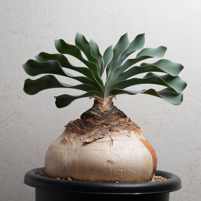 ブーファン・ハエマンソイデス 現地球 | Agave & Caudex Port Eden