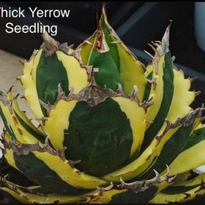 アガベ　チタノタ　実生　選抜 アガベ チタノタ実生選抜子株