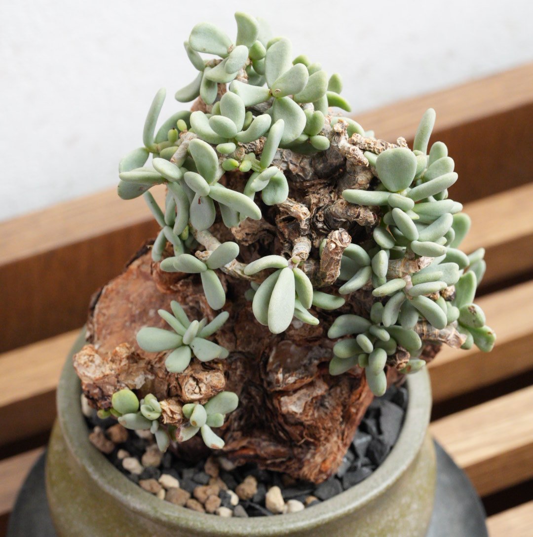 ケラリア・ピグマエア 現地球 x BOTANIZE陶器鉢 | Agave & Caudex P