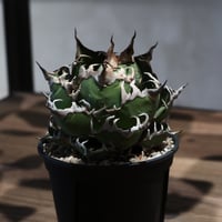 アガベ・チタノタ”海王” 中国株 OC 子株 発根済 | Agave