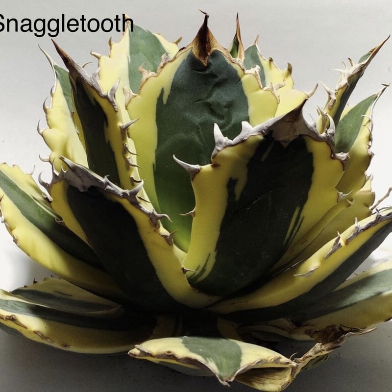 アガベ・チタノタ ”スナグルトゥース”米国株 発根済 | Agave & Caudex