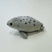 てのりアザラシ