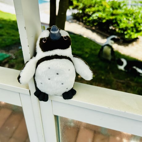 ぽちゃまるマスコット（ケープペンギン）