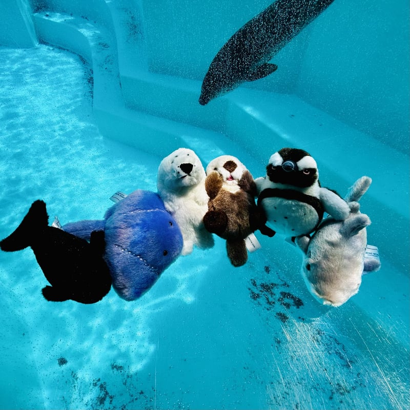 ぽちゃまるマグネット（ラッコ） | すいそう