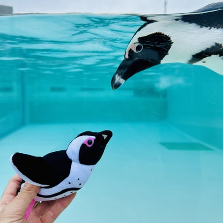 てのりケープペンギン