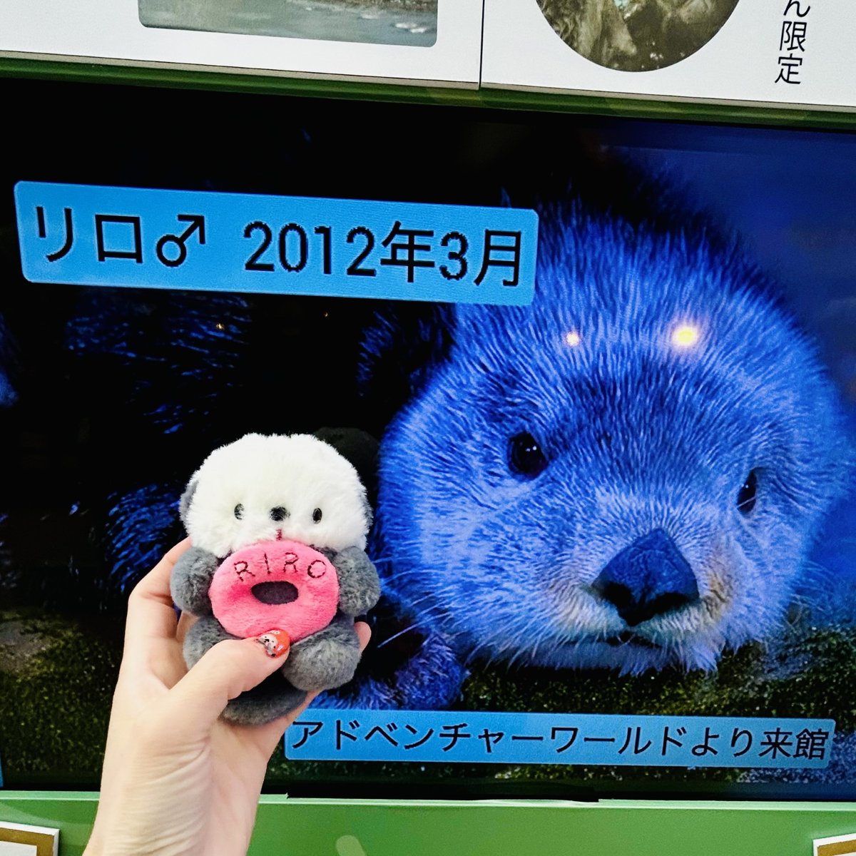 ラッコ リロ グッズ マリンワールド×にこやまポッケ】ずっと一緒 リロくんマスコット