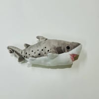 ぽちゃまる シロワニ