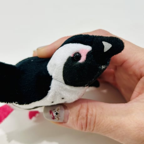 マグネット（ケープペンギン）