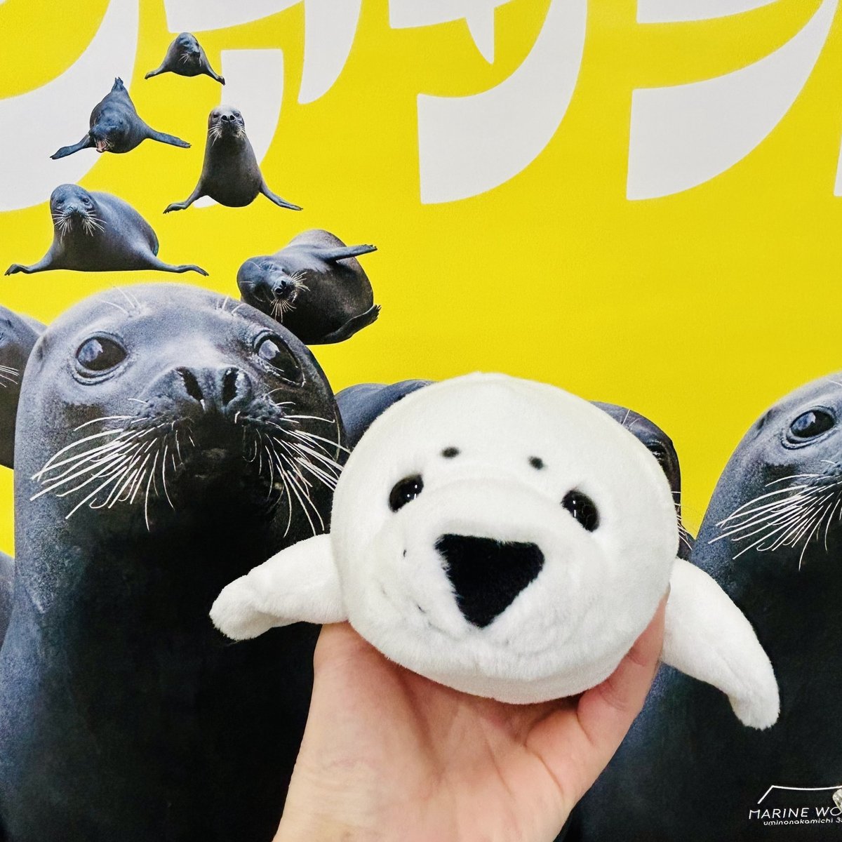 ぽちゃまる アザラシ | すいそう