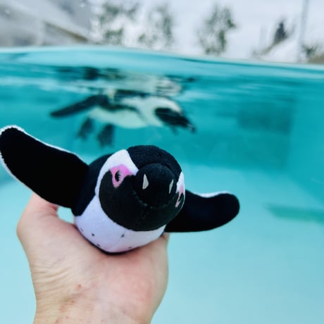 てのりケープペンギン