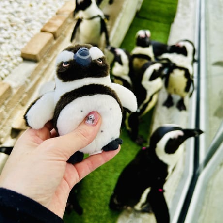 ぽちゃまるマグネット（ケープペンギン）