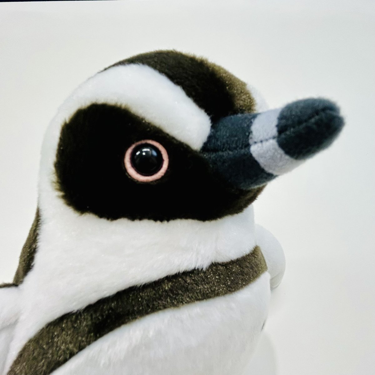 ケープペンギンの卵の殻 ケープペンギンの卵の殻 （箱根園でヒナ誕生 ケープペンギン