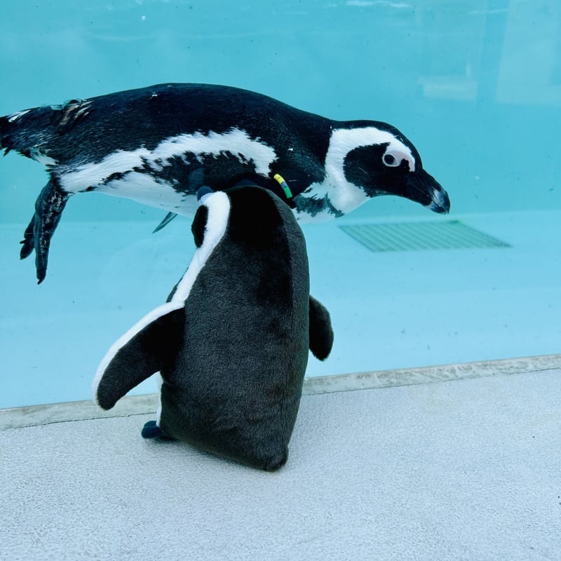 ぽちゃまる ケープペンギン | すいそう