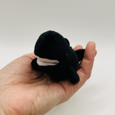 マグネット（コビレゴンドウ）
