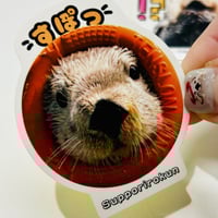 A6クリアファイル・ポストカード4枚セット（マリンスター） | すいそう