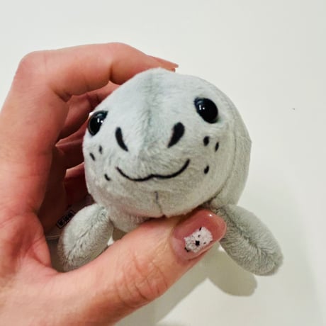 てのりアザラシ