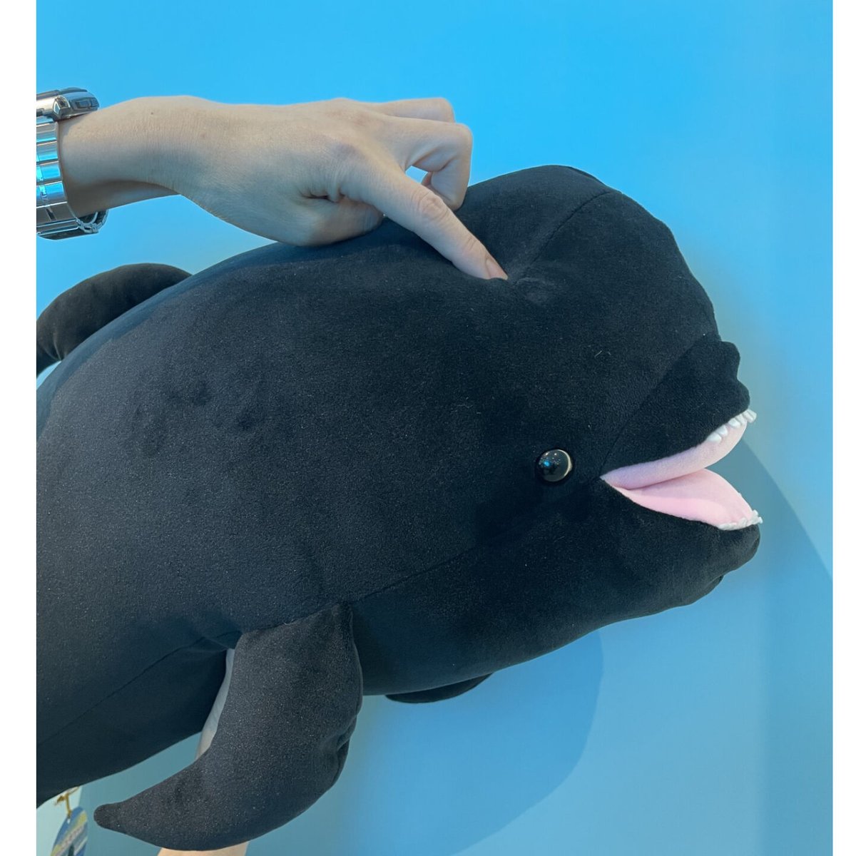 もちもちユキちゃん | すいそう