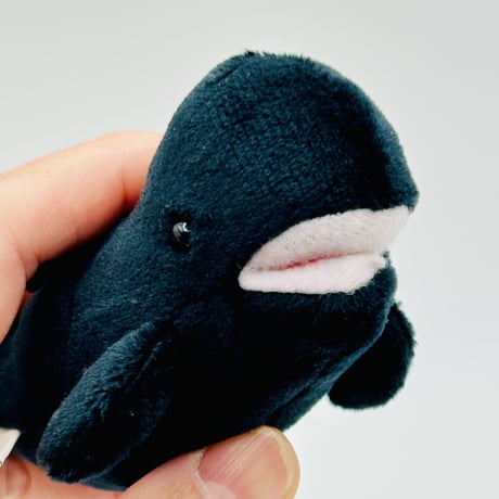 マグネット（コビレゴンドウ）