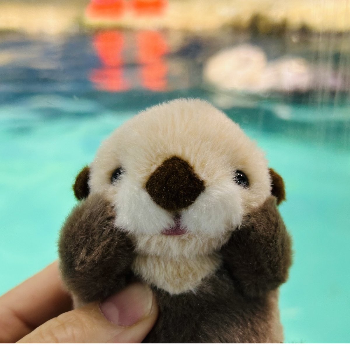 鳥羽水族館　ぽちゃまるラッコ　キラメイ 鳥羽水族館 ラッコ ぽちゃまるラッコオリジナル キラ メイ 鳥羽