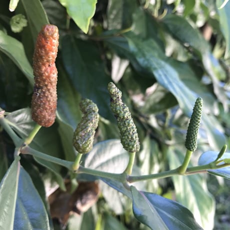 「沖縄産島ながこしょう’ピィパーズ’」　　         　　　　　　ピィパーズで自分の健康と生産農家を守ろう！！粗挽き100g×2袋　7280円！！