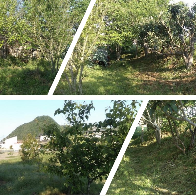 森田様専用「無農薬栽培実践講座」決済用ページ | あいの食の健康館  